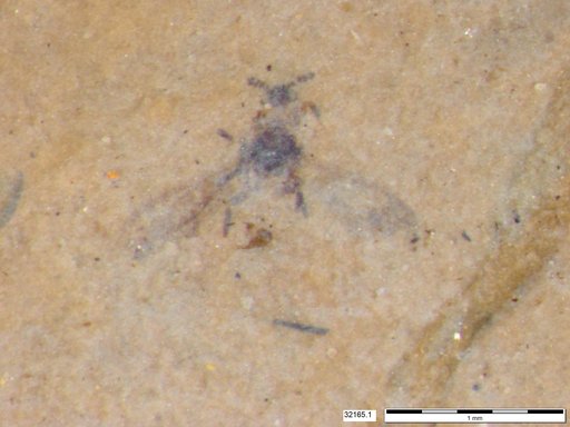 Insecta