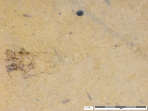 Genus sp