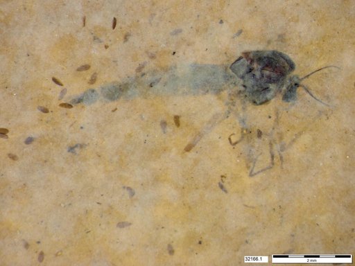 Genus sp
