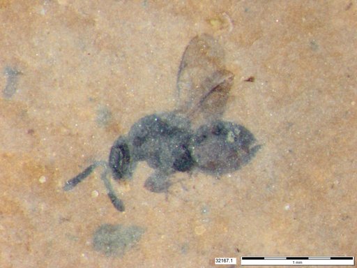 Genus sp