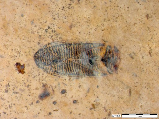 Corixidae