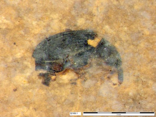 Genus sp