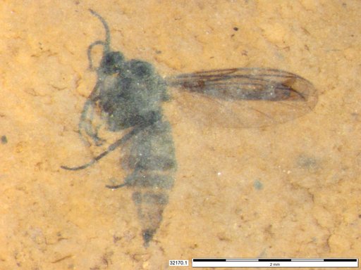 Diptera
