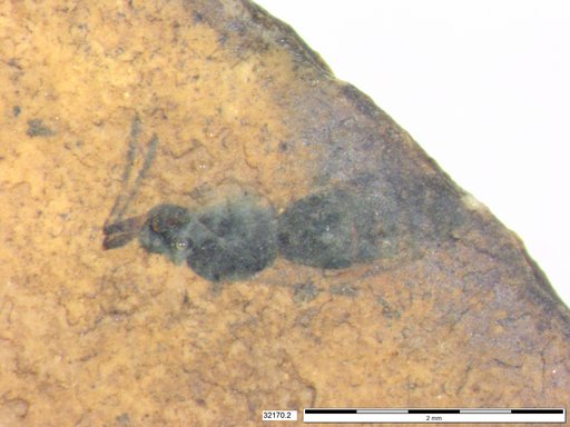 Formicidae