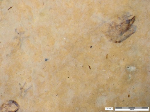 Genus sp