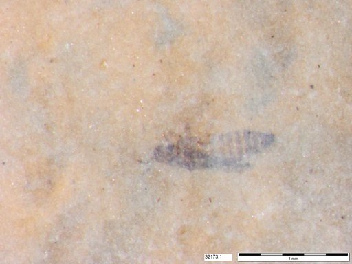 Genus sp