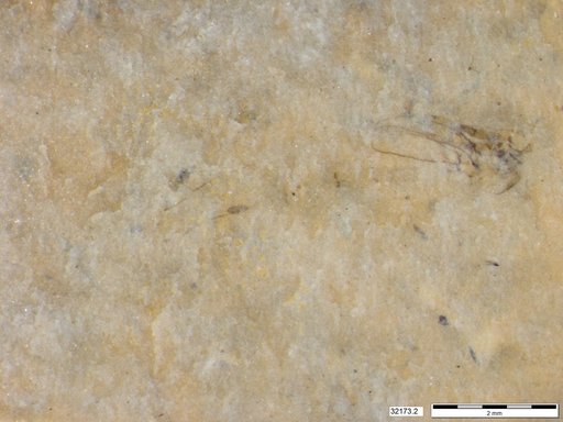Genus sp