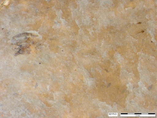Genus sp