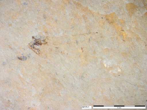 Genus sp
