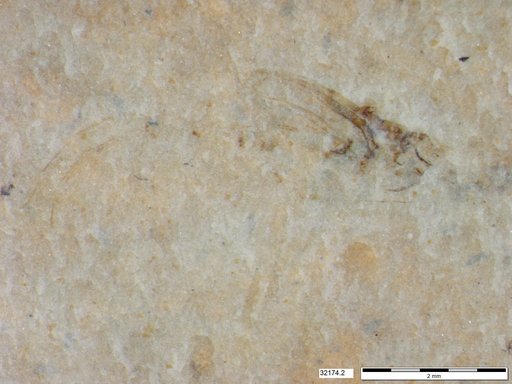 Genus sp