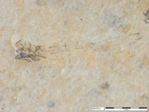 Genus sp