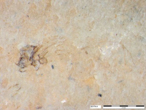 Genus sp