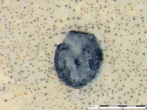 Tracheophyta