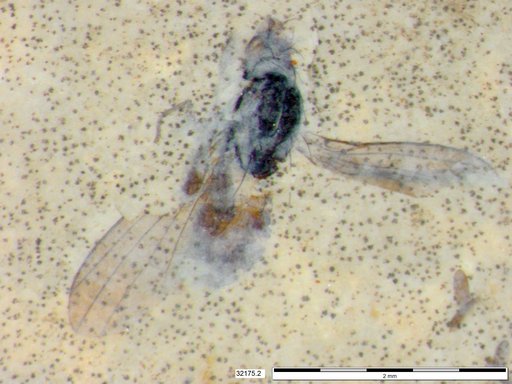 Diptera