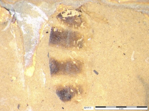 Insecta