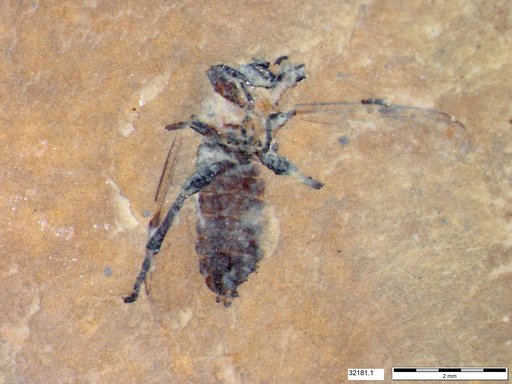 Genus sp