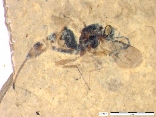 Proctotrupidae