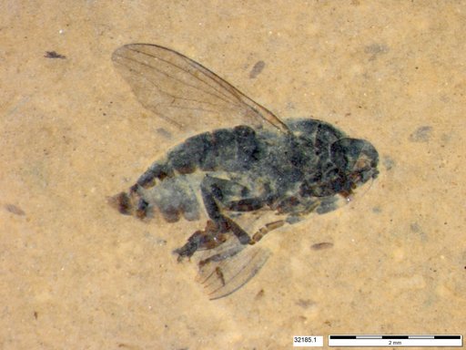Diptera