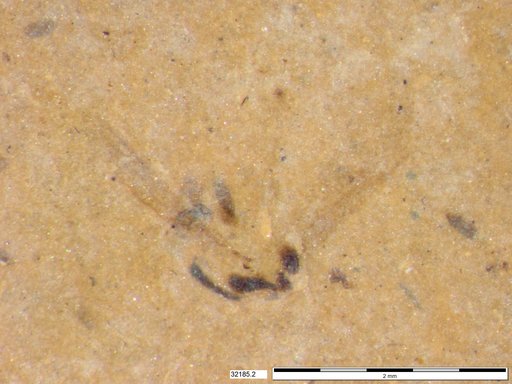 Chaoboridae