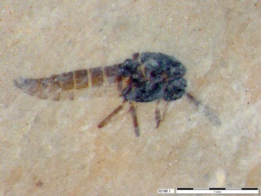 Diptera