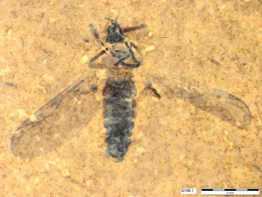 Genus sp