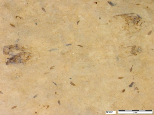 Genus sp