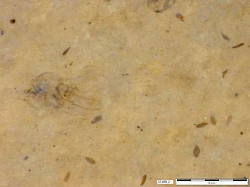 Genus sp