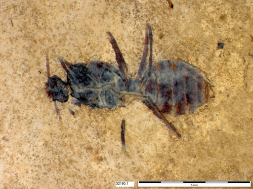 Formicidae