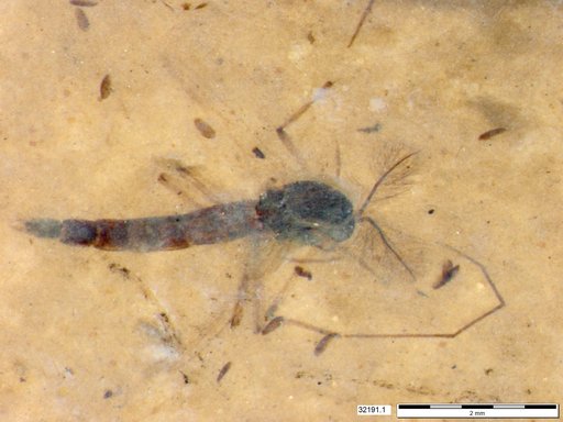 Genus sp