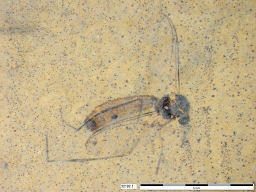 Diptera