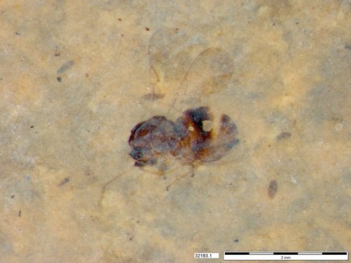 Genus sp