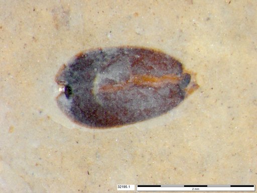 Tracheophyta
