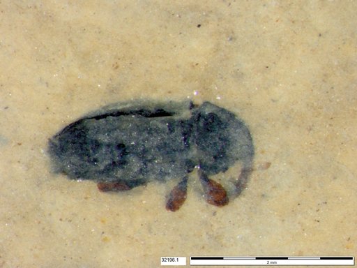 Genus sp