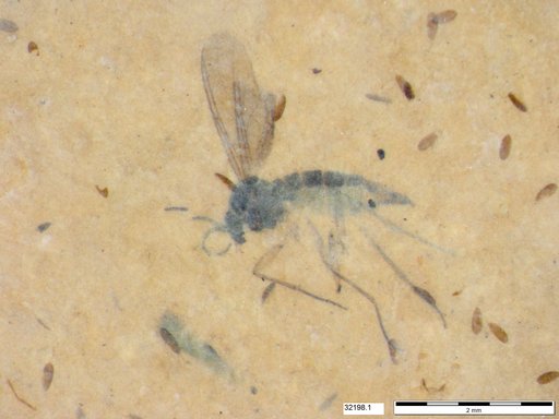 Diptera