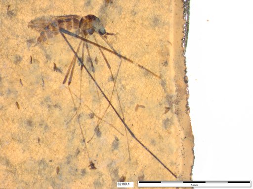 Diptera