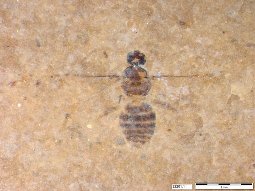 Formicidae