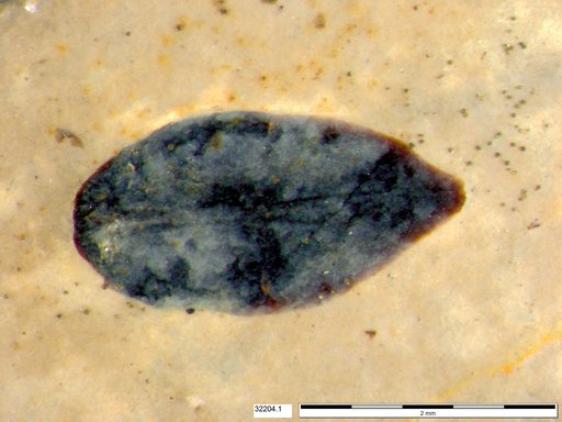 Tracheophyta