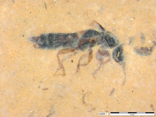 Genus sp