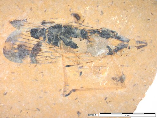 Genus sp