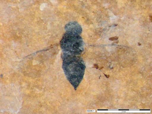 Genus sp