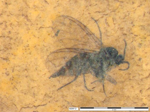 Diptera