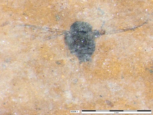 Diptera