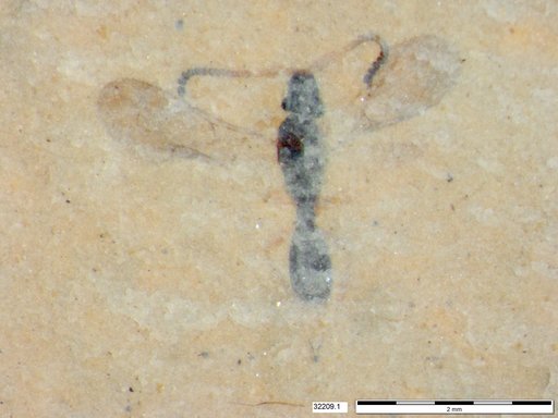 Diapriidae