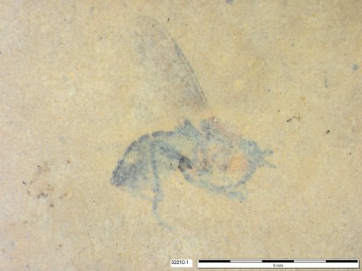 Diptera