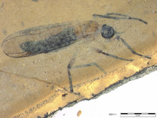 Genus sp