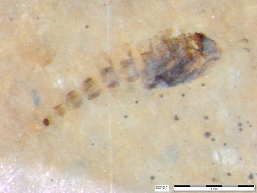 Genus sp