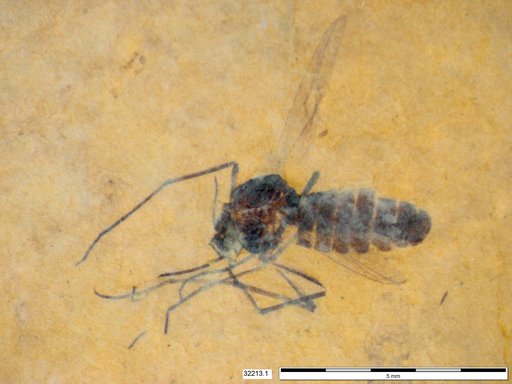 Diptera