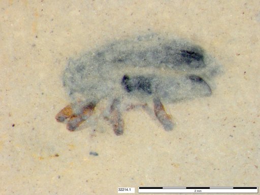 Genus sp