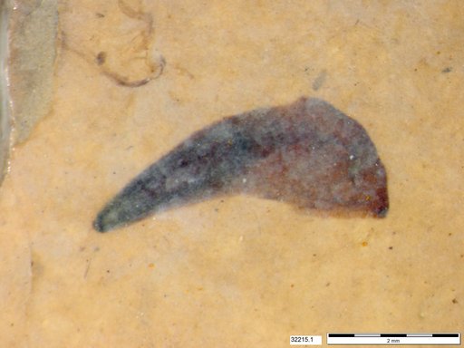 Tracheophyta