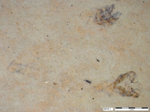 Genus sp